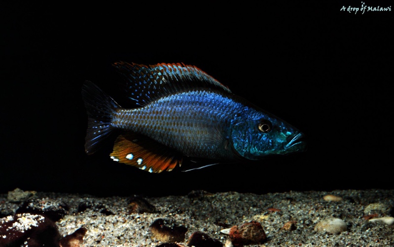 Dimidiochromis compressiceps